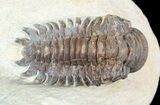 Crotalocephalina Trilobite - Foum Zguid, Morocco #49462-4
